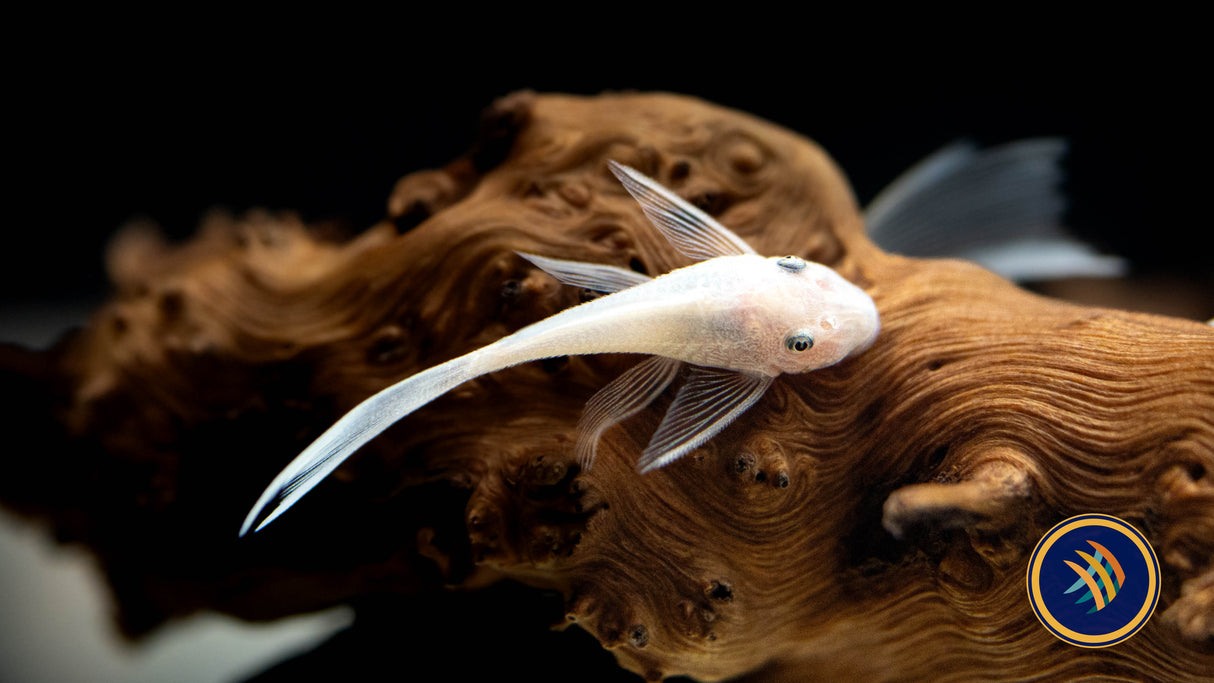Snow White Long Fin Bristlenose (PlecoCeramics) | Catfish Loaches & Plecos | Largest Tropical Fish Selection at Your Local Fish Store
