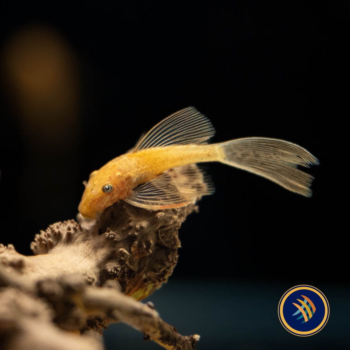 Super Red Long Fin Bristlenose Pleco (PlecoCeramics) | Catfish Loaches & Plecos | Largest Tropical Fish Selection at Your Local Fish Store