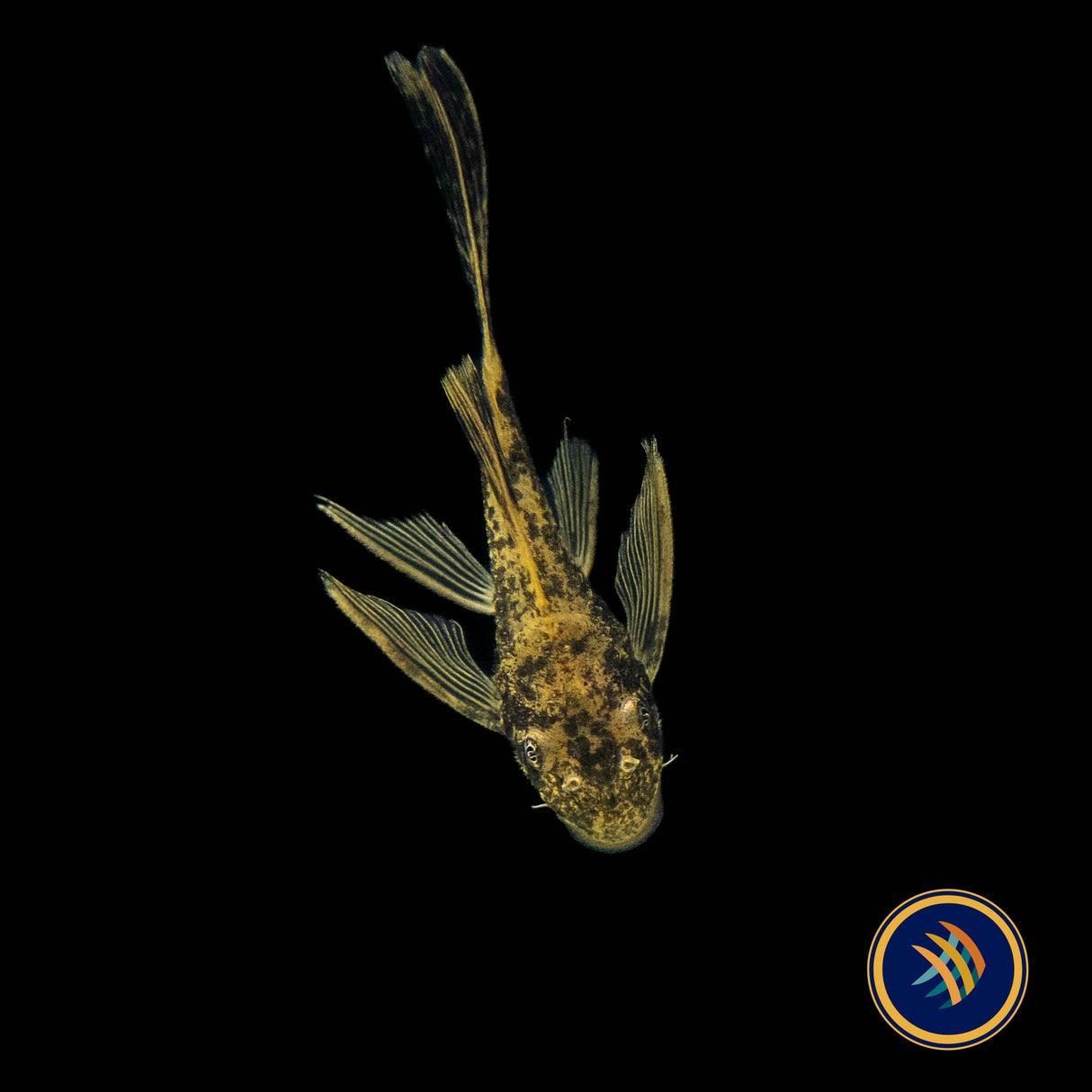 Calico Longfin Bristlenose Pleco 3-4cm | Catfish Loaches & Plecos | Largest Tropical Fish Selection at Your Local Fish Store