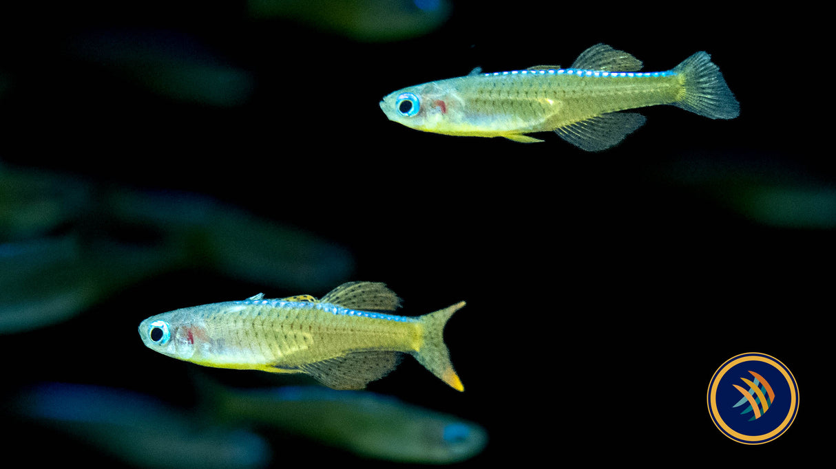 Red Neon Blue Eye Rainbow (Pseudomugil luminatus) 2cm | Rainbowfish Killifish & Danios | Largest Tropical Fish Selection at Your Local Fish Store