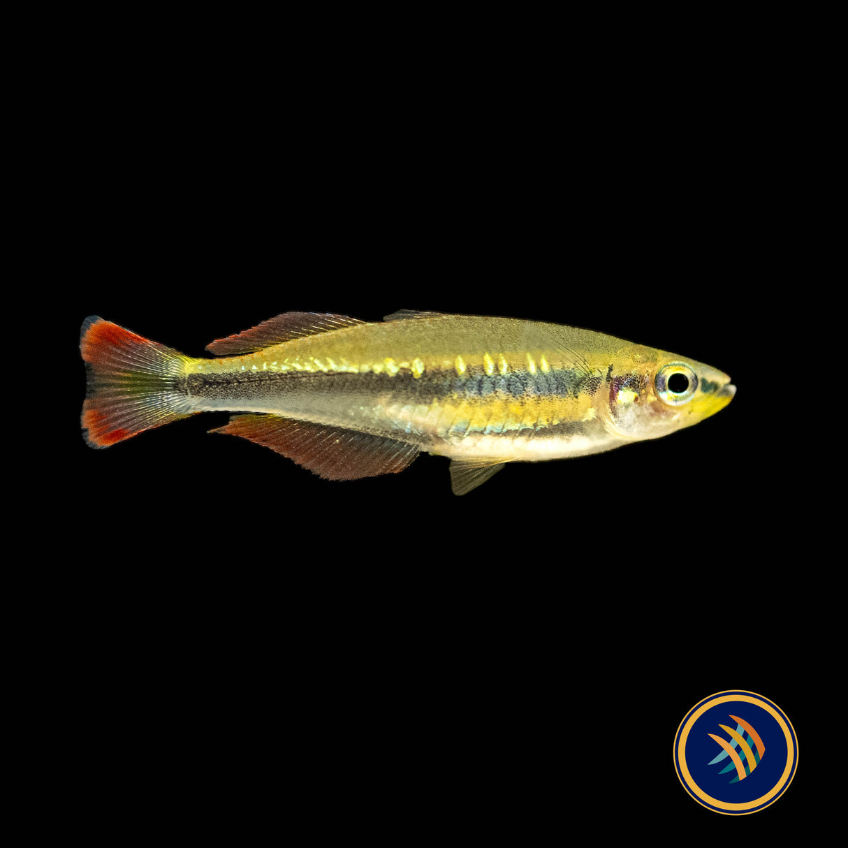 Madagascar Rainbowfish (Bedotia madagascariensis) 3cm | Rainbowfish Killifish & Danios | Largest Tropical Fish Selection at Your Local Fish Store