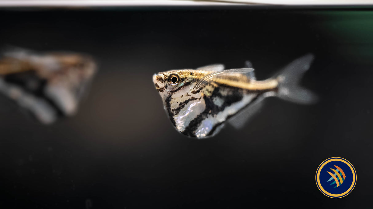 Marble Hatchet Fish (Carnegiella strigata) Large /X -Large (Aquarium Glaser) | Other Livestock | Largest Tropical Fish Selection at Your Local Fish Store