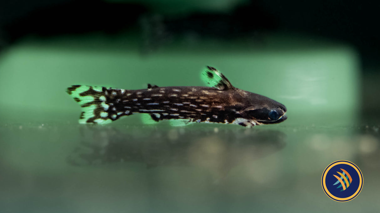Milky Way Wood Catfish (Tatia galaxias) 3-4cm Aquarium Glaser | Catfish Loaches & Plecos | Largest Tropical Fish Selection at Your Local Fish Store
