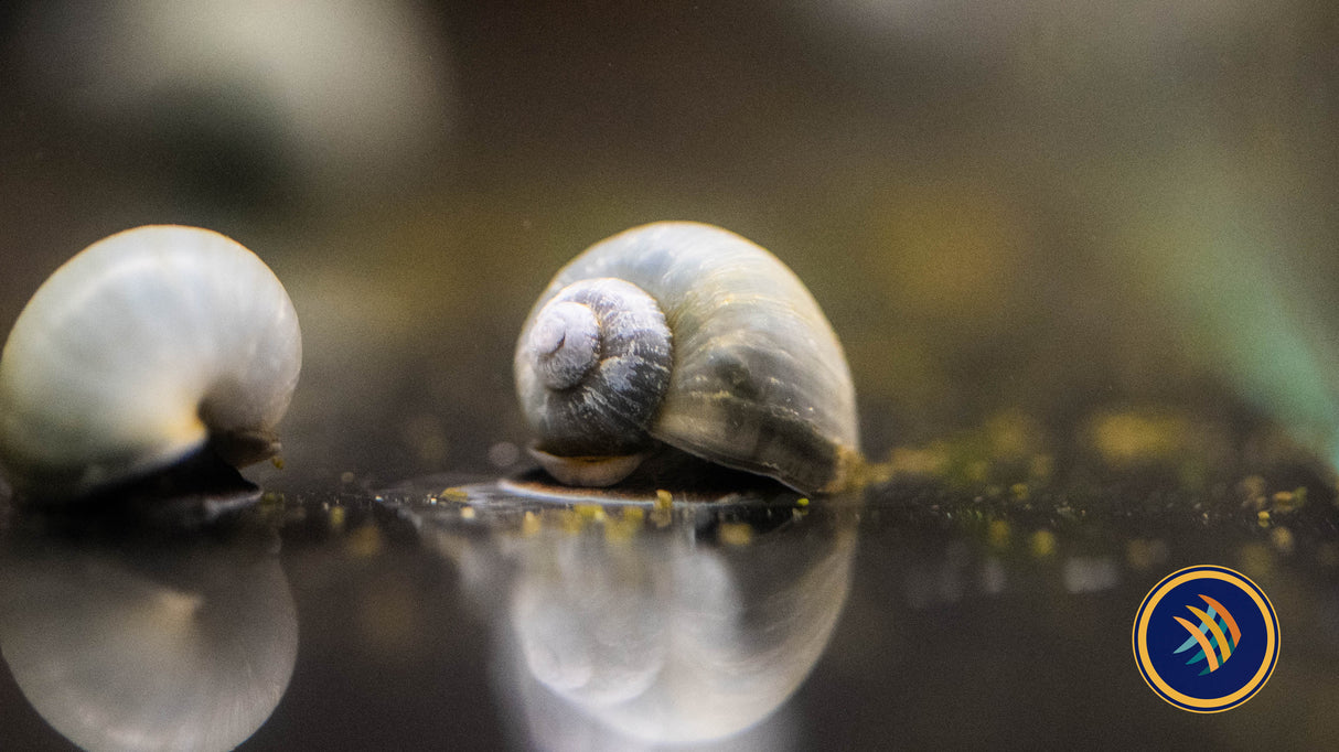 Mystery Snails | Snails Shrimp Crayfish Crabs | Largest Tropical Fish Selection at Your Local Fish Store