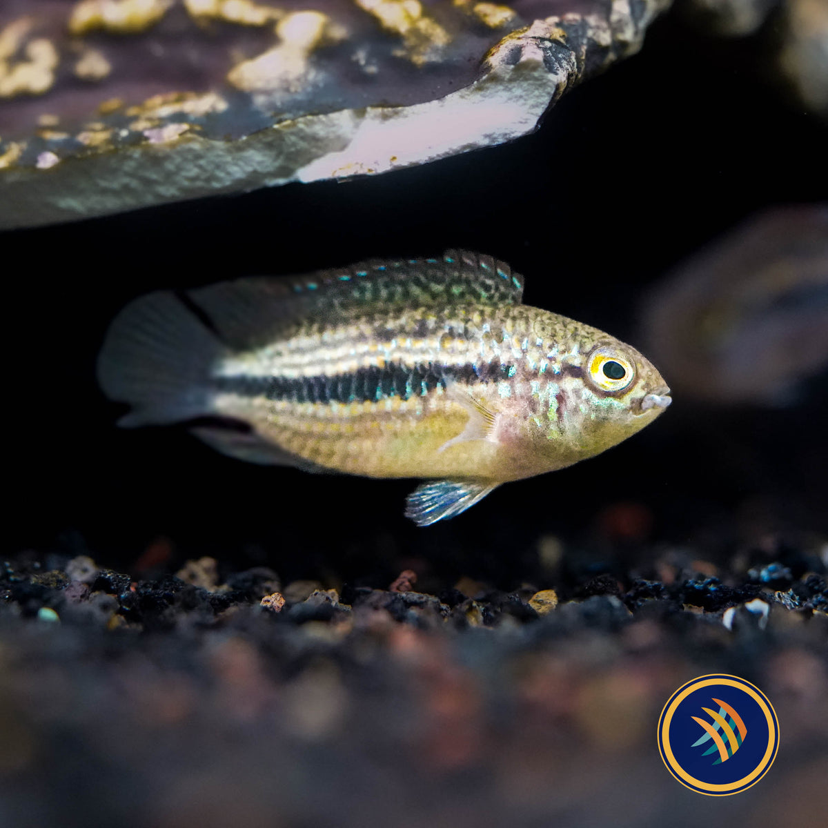 Nannacara sp. "Sourourou"