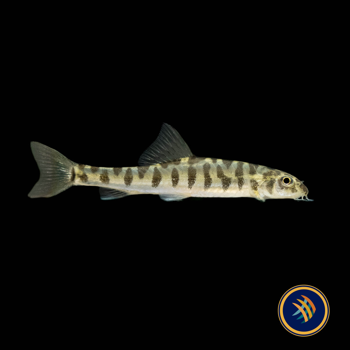 Nemacheilus corica (Wild) 3-5cm Aquarium Glaser | Catfish Loaches & Plecos | Largest Tropical Fish Selection at Your Local Fish Store