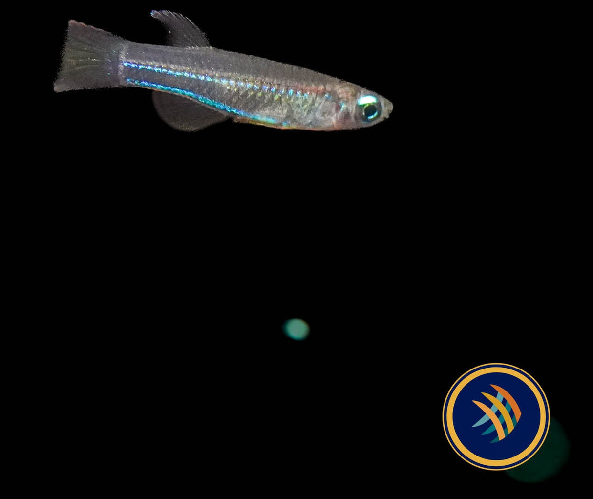 Neon Stripe Lampeye (poropanchax macrophthalmus) 2.5cm | Rainbowfish Killifish & Danios | Largest Tropical Fish Selection at Your Local Fish Store