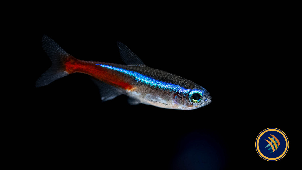 Neon Tetra (Paracheirodon innesi) 2.3-2.8cm | Tetras Rasboras & Pencilfish | Largest Tropical Fish Selection at Your Local Fish Store
