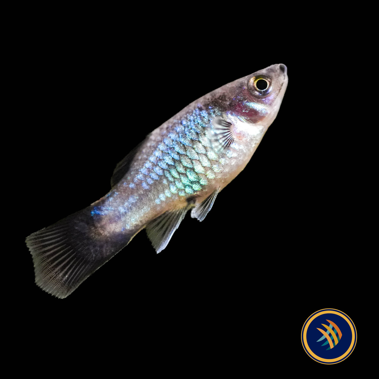Neon Wagtail Platy (Xiphophorus maculatus) 3.5cm