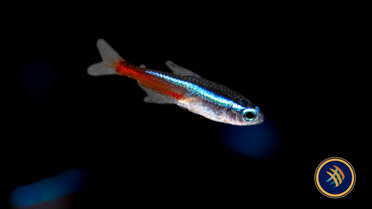 Neon Tetra (Paracheirodon innesi) 2.3-2.8cm | Tetras Rasboras & Pencilfish | Largest Tropical Fish Selection at Your Local Fish Store