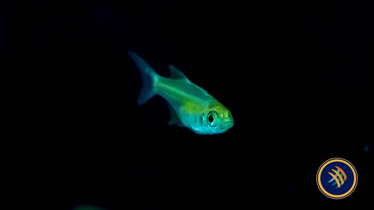 Neon Green Kubotai Rasbora (Microdevario kubotai) | Tetras Rasboras & Pencilfish | Largest Tropical Fish Selection at Your Local Fish Store