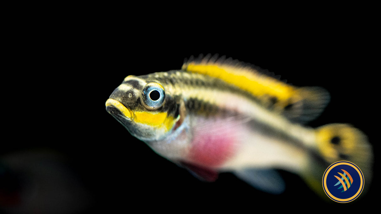 Nigerian Red Kribensis (Pelvicachromis taeniatus) Small (locally bred) | Cichlids Badis & Gouramis | Largest Tropical Fish Selection at Your Local Fish Store