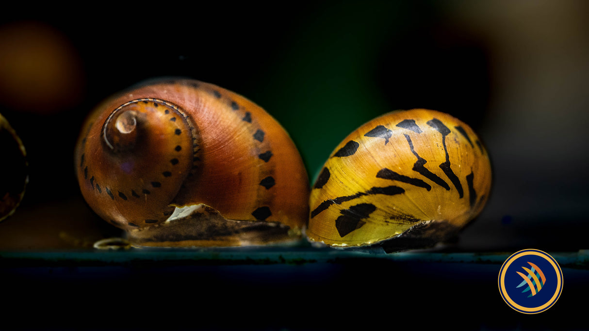 Onion Nerite Snail (Medium) Aquarium Glaser | Snails Shrimp Crayfish Crabs | Largest Tropical Fish Selection at Your Local Fish Store