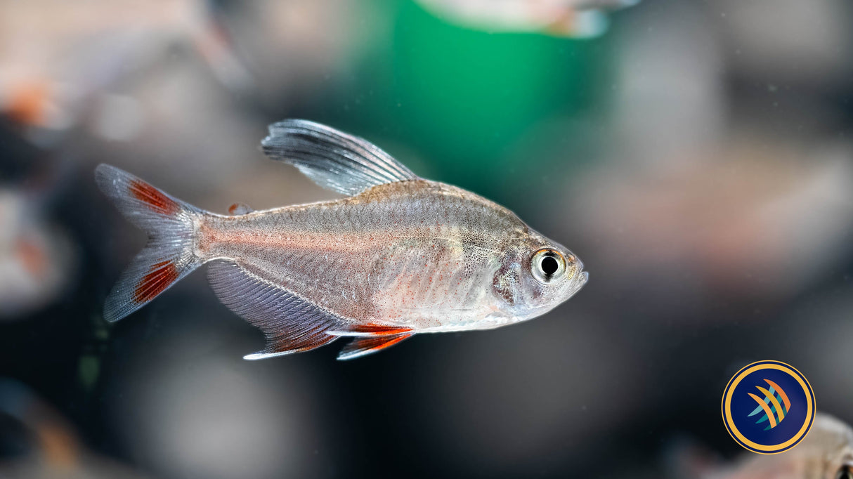 Ornate Tetra (Hyphessobrycon Robertsi) 2-4cm | Tetras Rasboras & Pencilfish | Largest Tropical Fish Selection at Your Local Fish Store