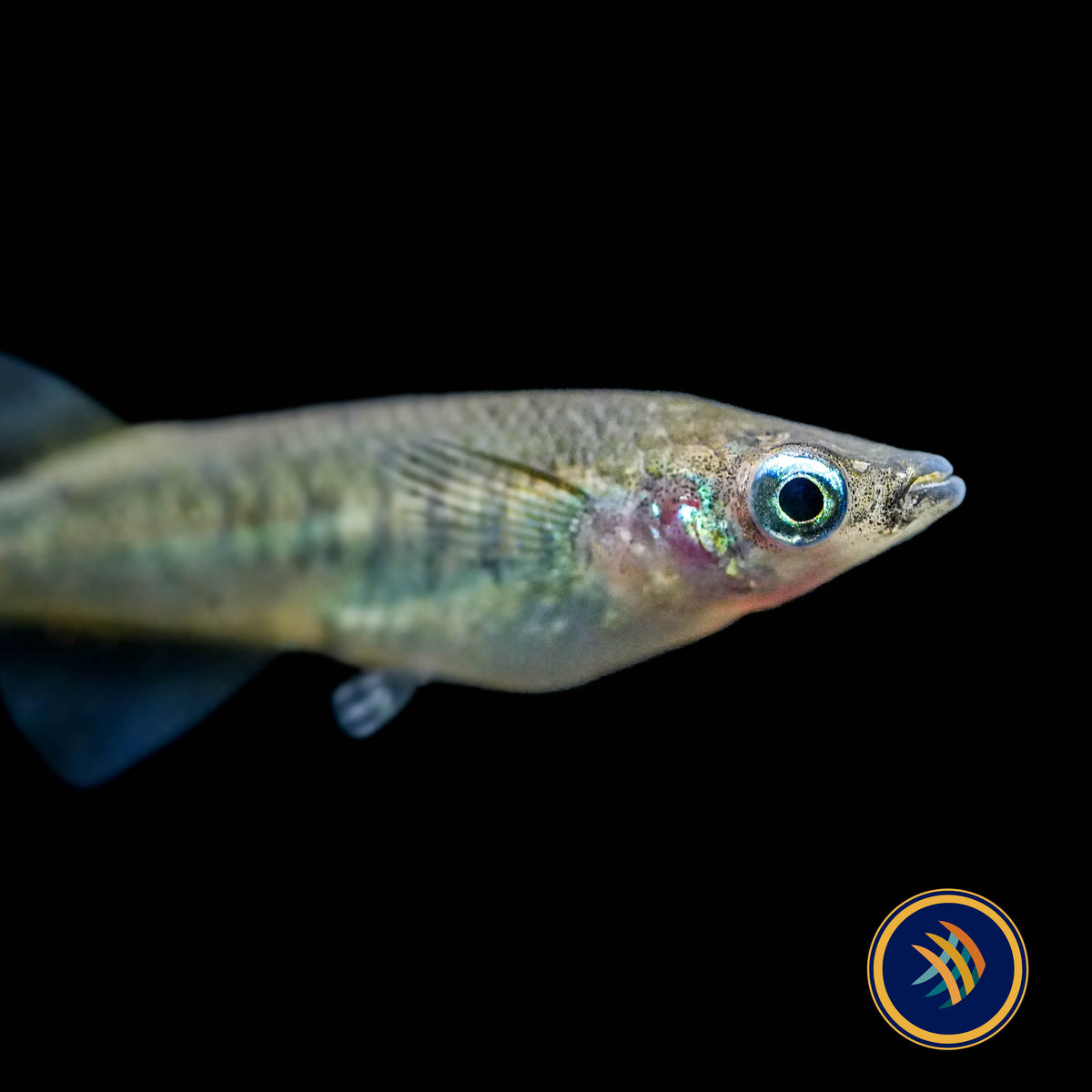 Oryzias eversi Rice Fish