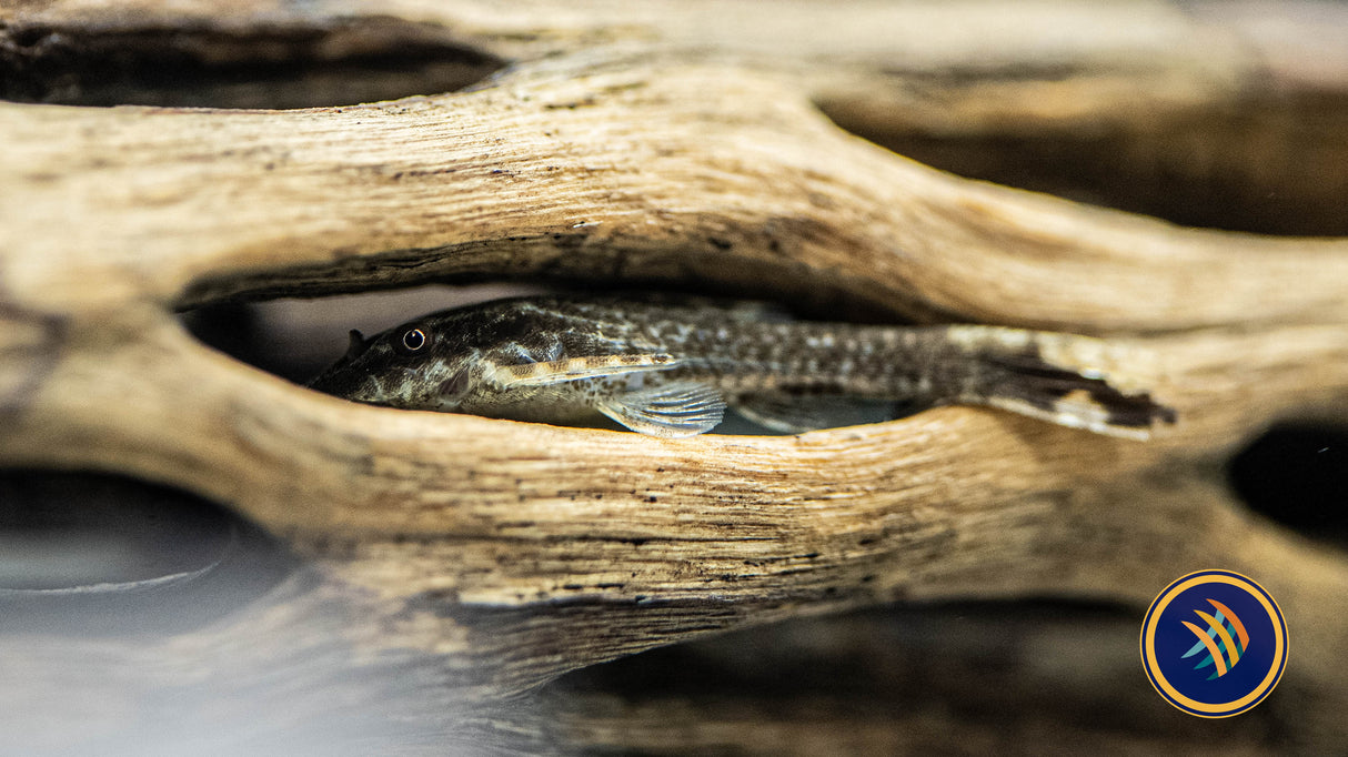 Otocinclus Negros (Otothyropsis piribebuy) Med-Large - Aquarium Glaser | Catfish Loaches & Plecos | Largest Tropical Fish Selection at Your Local Fish Store