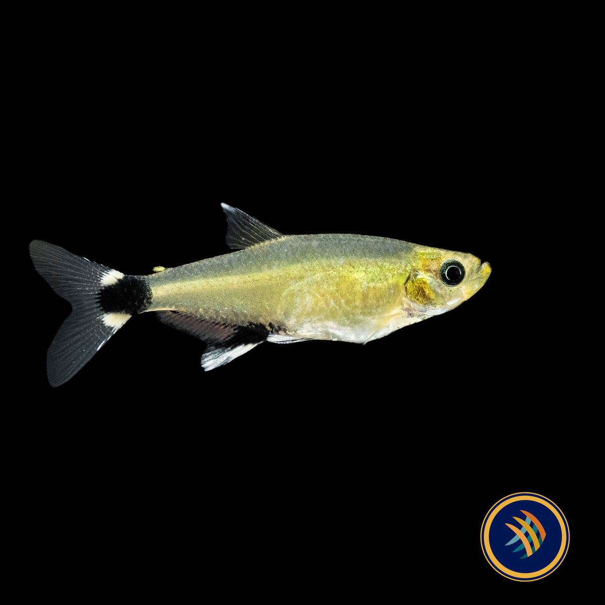 Panda Tetra (Aphyocharax paraguayensis) 2.5cm | Tetras Rasboras & Pencilfish | Largest Tropical Fish Selection at Your Local Fish Store