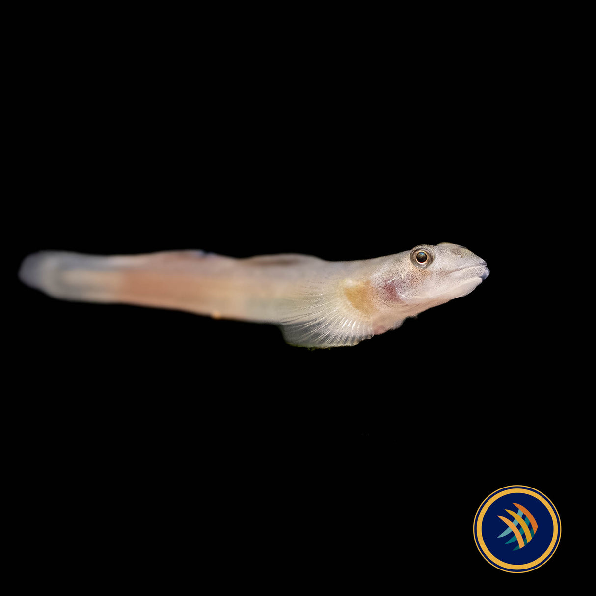 Papuan Red Goby (Lentipes cf. multiradiatus) | Other Livestock | Largest Tropical Fish Selection at Your Local Fish Store