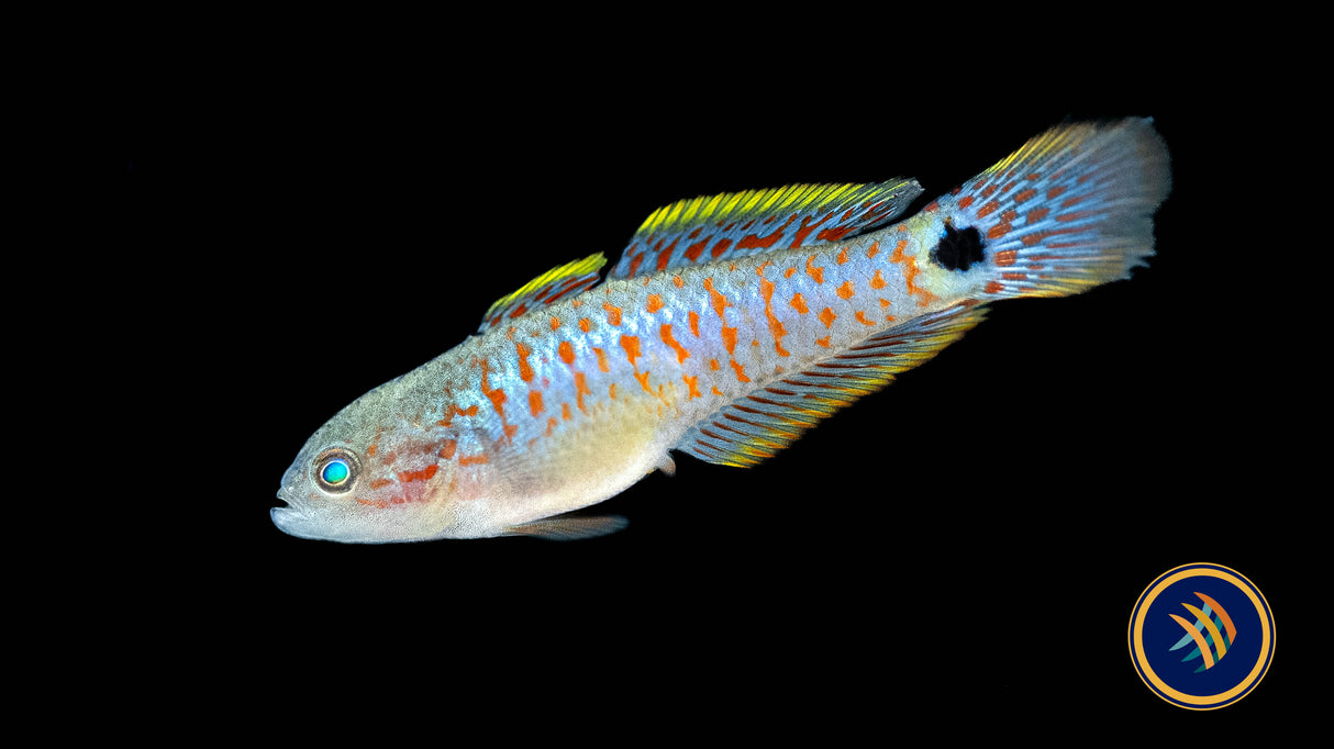 Peacock Gudgeon (Tateurndina ocellicauda) 3-4cm | Other Livestock | Largest Tropical Fish Selection at Your Local Fish Store