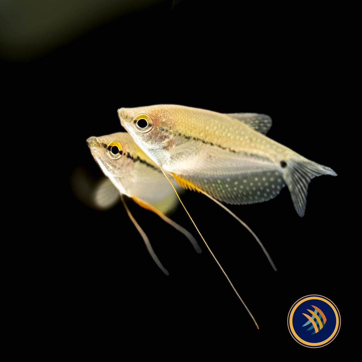 Pearl Gourami (Trichopodus leerii) | Cichlids Badis & Gouramis | Largest Tropical Fish Selection at Your Local Fish Store