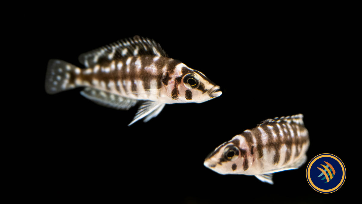 Pearly Lamprologus (lamprologus calvus) 3cm | Cichlids Badis & Gouramis | Largest Tropical Fish Selection at Your Local Fish Store