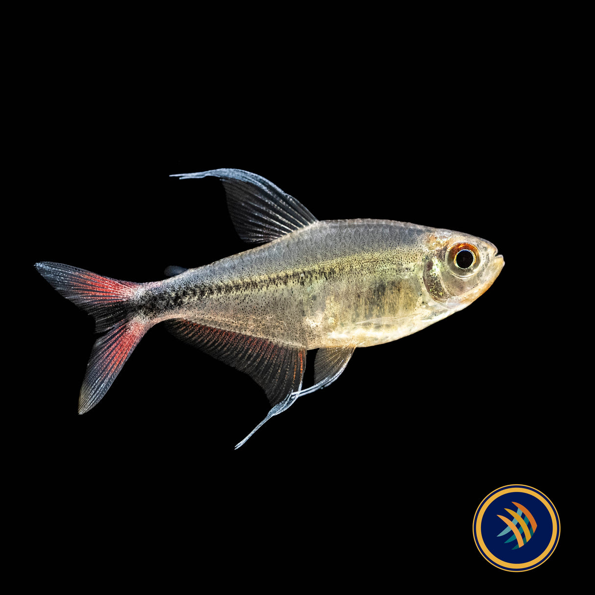 Phoenix Tetra (Hemigrammus filamentosus) 3cm | Tetras Rasboras & Pencilfish | Largest Tropical Fish Selection at Your Local Fish Store