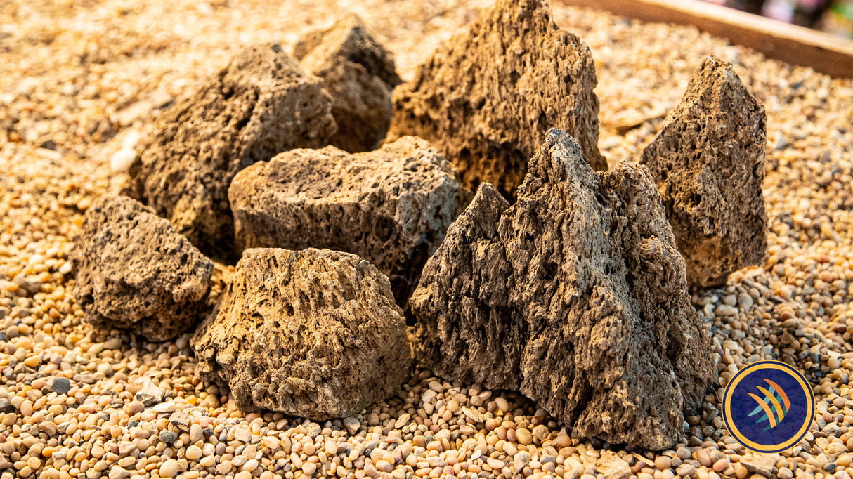 Pimple Stone / Rock per LB | Substrates & Hardscape | Largest Tropical Fish Selection at Your Local Fish Store