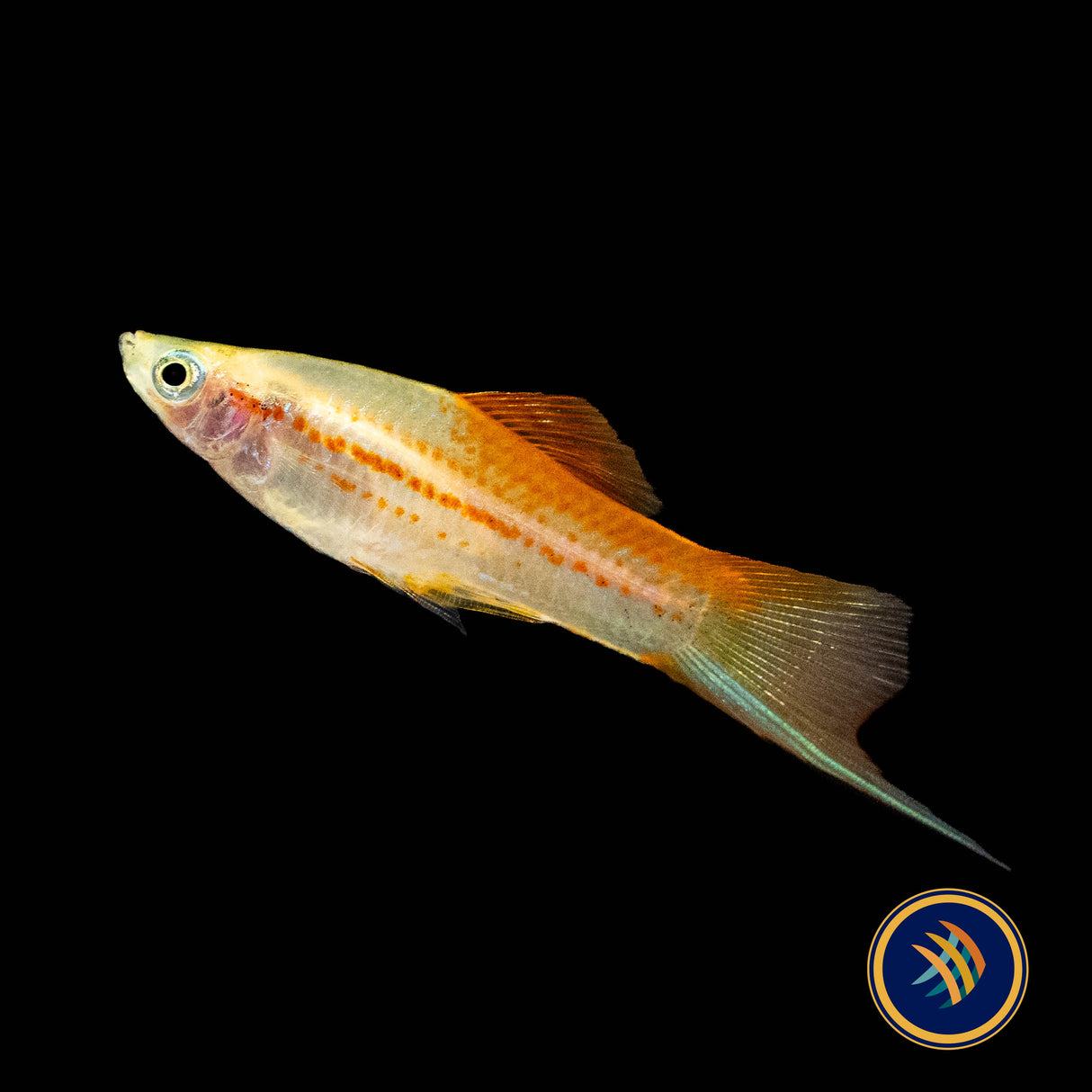 Pineapple Swordtail (Xiphophorus helleri) 4.5cm | Livebearers | Largest Tropical Fish Selection at Your Local Fish Store