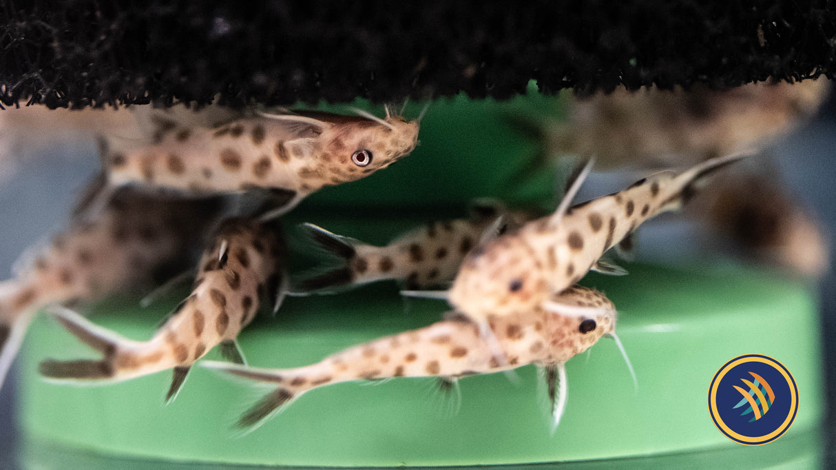 Pink Cuckoo Catfish/Synodontis Petricola 3cm | Catfish Loaches & Plecos | Largest Tropical Fish Selection at Your Local Fish Store