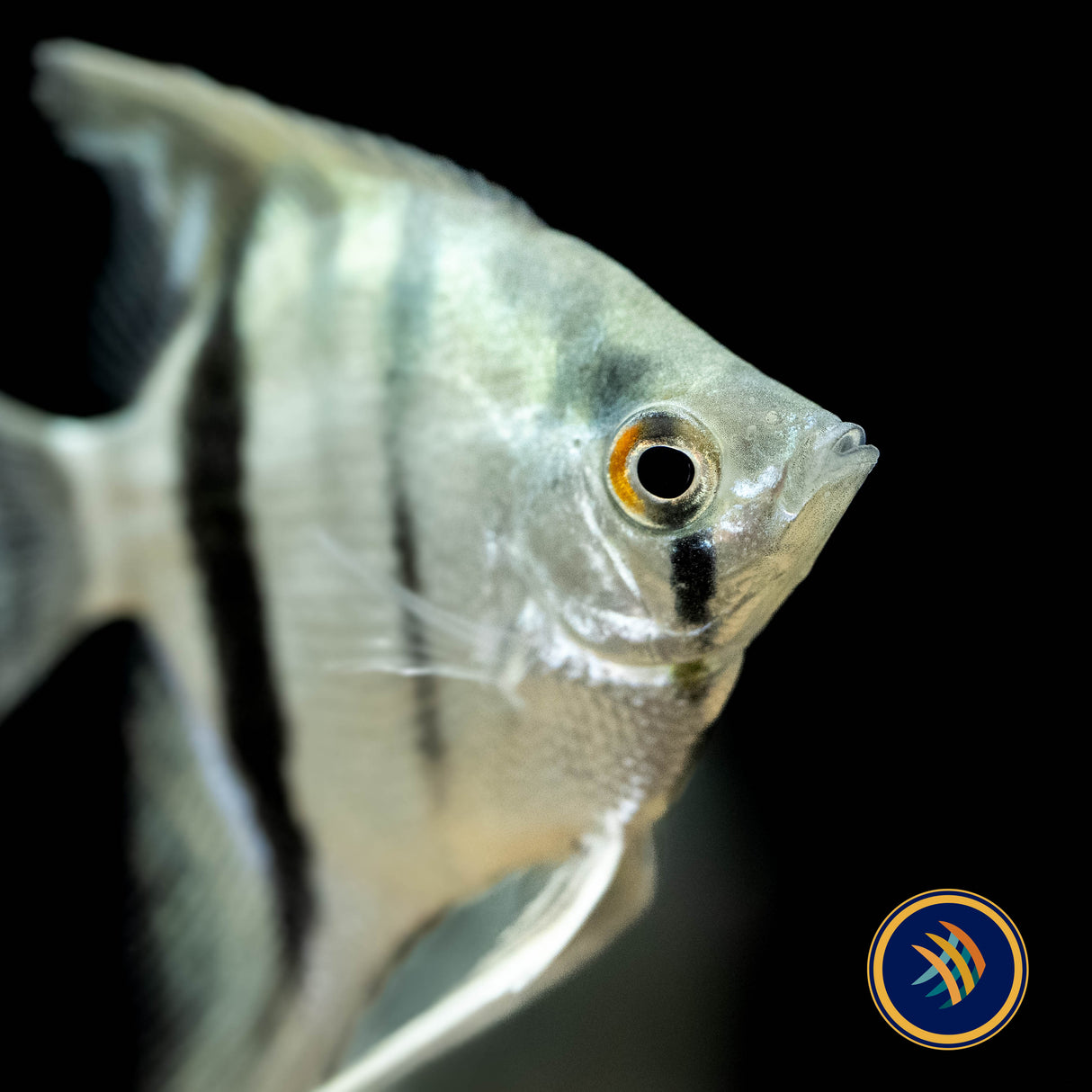 Premium Assorted Angelfish | Cichlids Badis & Gouramis | Largest Tropical Fish Selection at Your Local Fish Store