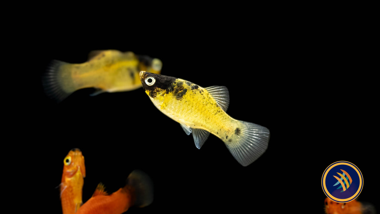 Premium Assorted High-Fin Platy | Livebearers | Largest Tropical Fish Selection at Your Local Fish Store