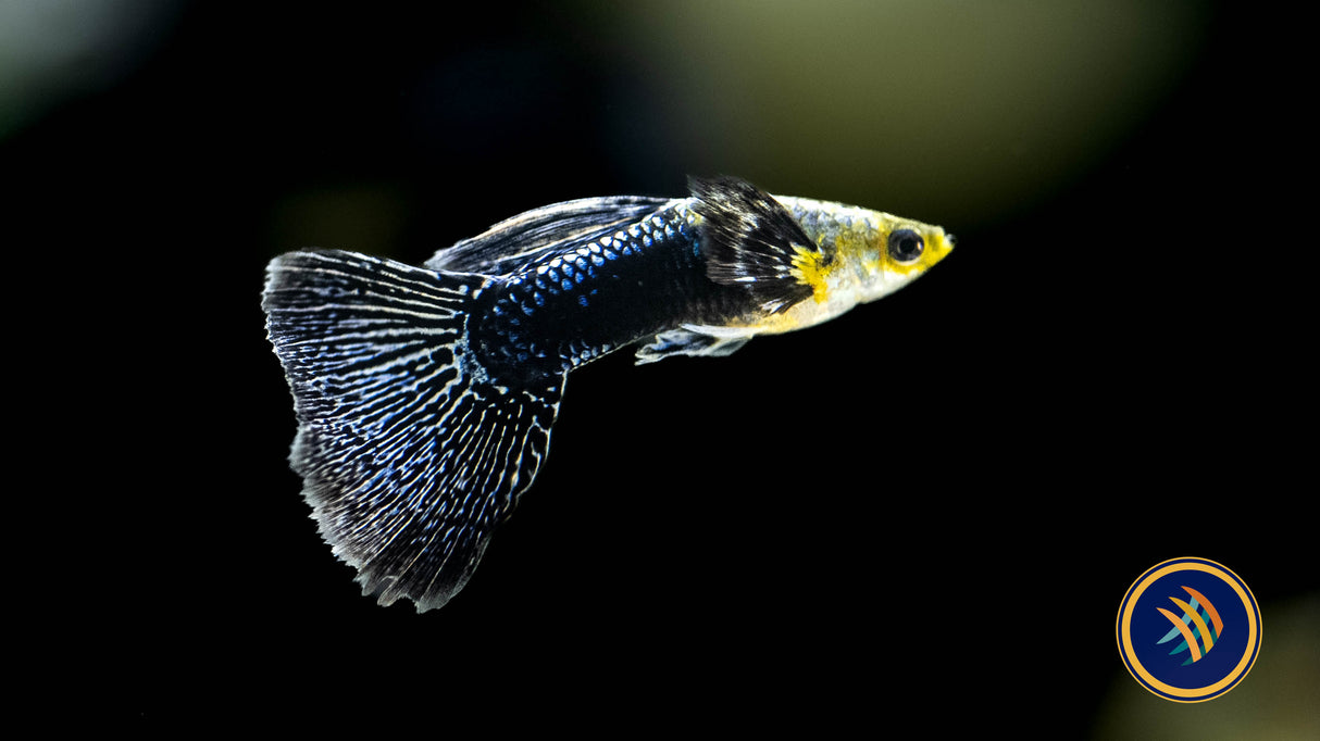 Fancy Guppy Pair Purple Blue Dragon | Livebearers | Largest Tropical Fish Selection at Your Local Fish Store