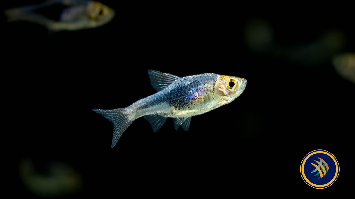 Purple Harlequin Rasbora (Trigonostigma heteromorpha) | Tetras Rasboras & Pencilfish | Largest Tropical Fish Selection at Your Local Fish Store