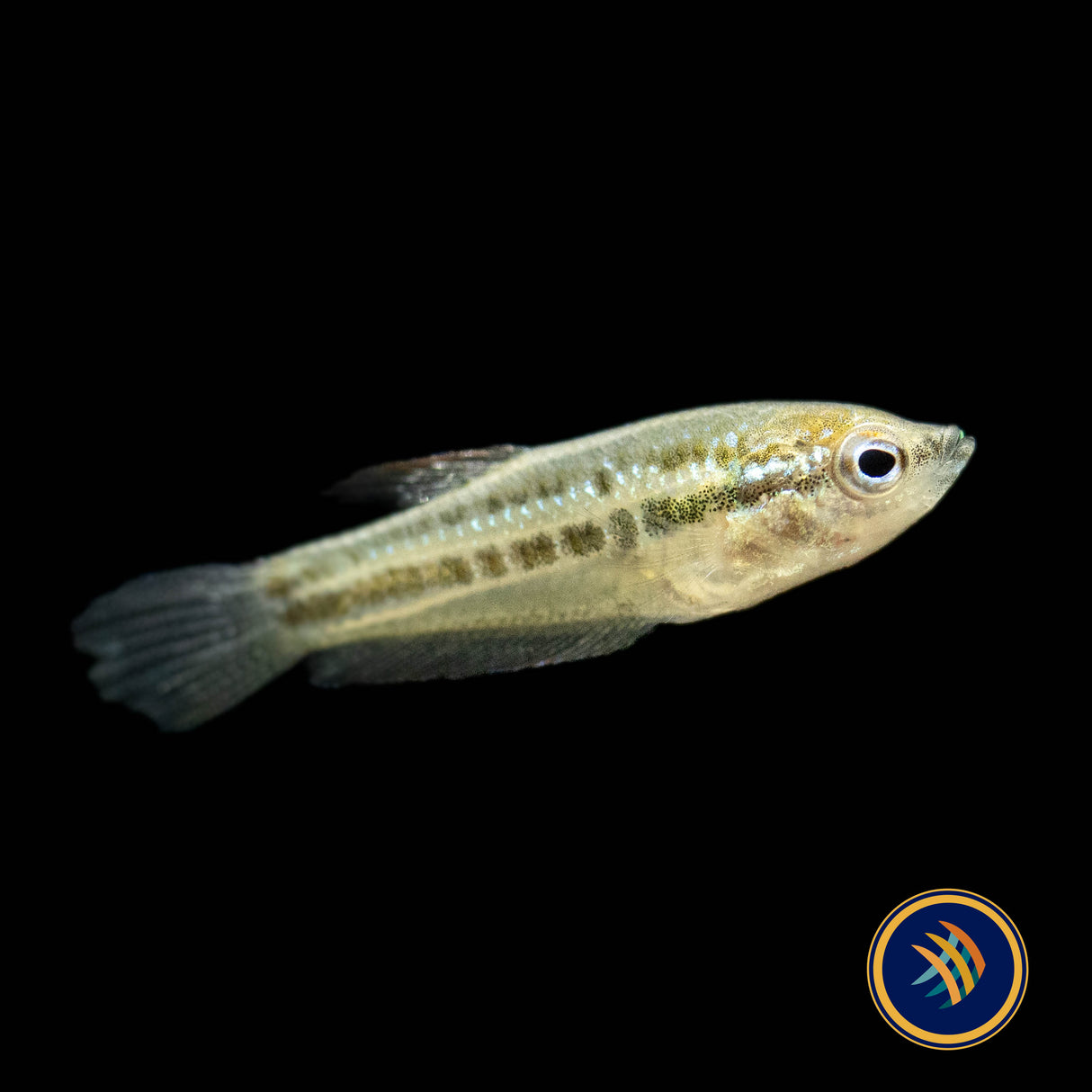 Pygmy Sparkling Gourami (Trichopsis pumila) Large | Cichlids Badis & Gouramis | Largest Tropical Fish Selection at Your Local Fish Store