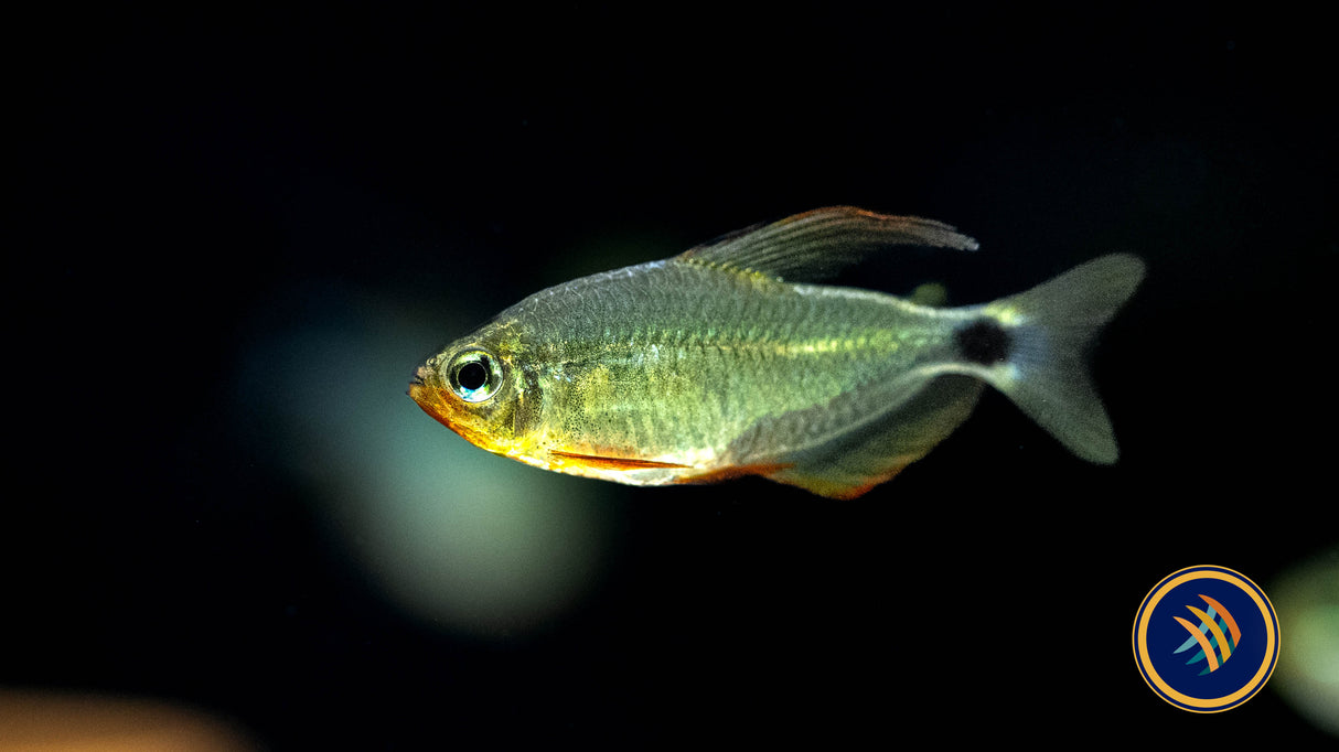 Racoon Tetra (Hyphessobrycon Procyon) 3cm Aquarium Glaser | Tetras Rasboras & Pencilfish | Largest Tropical Fish Selection at Your Local Fish Store