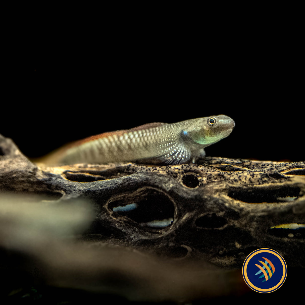 Rainbow Goby (Stiphodon ornatus) 3-4cm | Other Livestock | Largest Tropical Fish Selection at Your Local Fish Store