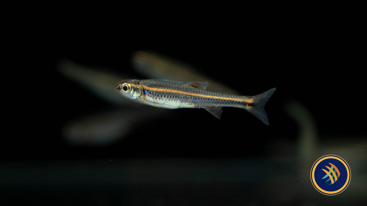 Rainbow Shiner (Notropis chrosomus) 3.5cm | Goldfish Barbs & Minnows | Largest Tropical Fish Selection at Your Local Fish Store