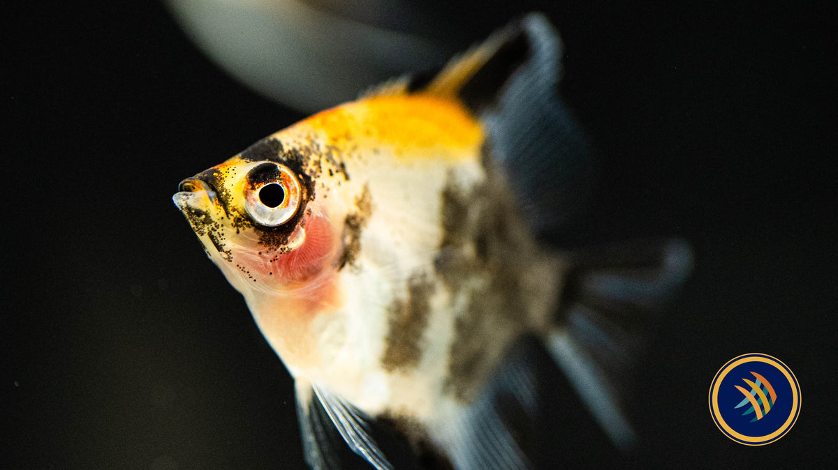 Red Devil Angelfish (3-4 cm) (Premium Grade) | Cichlids Badis & Gouramis | Largest Tropical Fish Selection at Your Local Fish Store