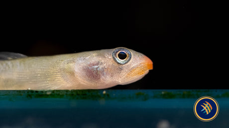 Red Lipstick Goby (Sicyopus Rubicundus)