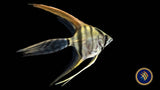 Red neck Tucano Longfin Angelfish 3-4cm