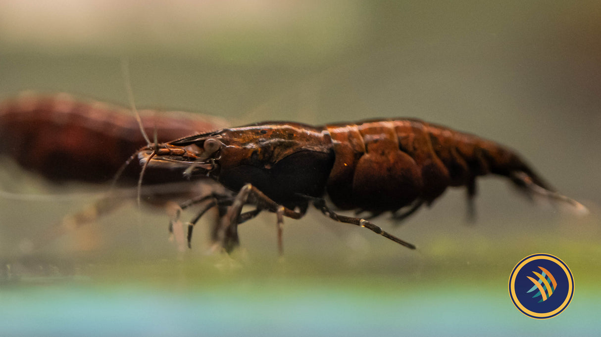 Red Onyx Shrimp | Snails Shrimp Crayfish Crabs | Largest Tropical Fish Selection at Your Local Fish Store
