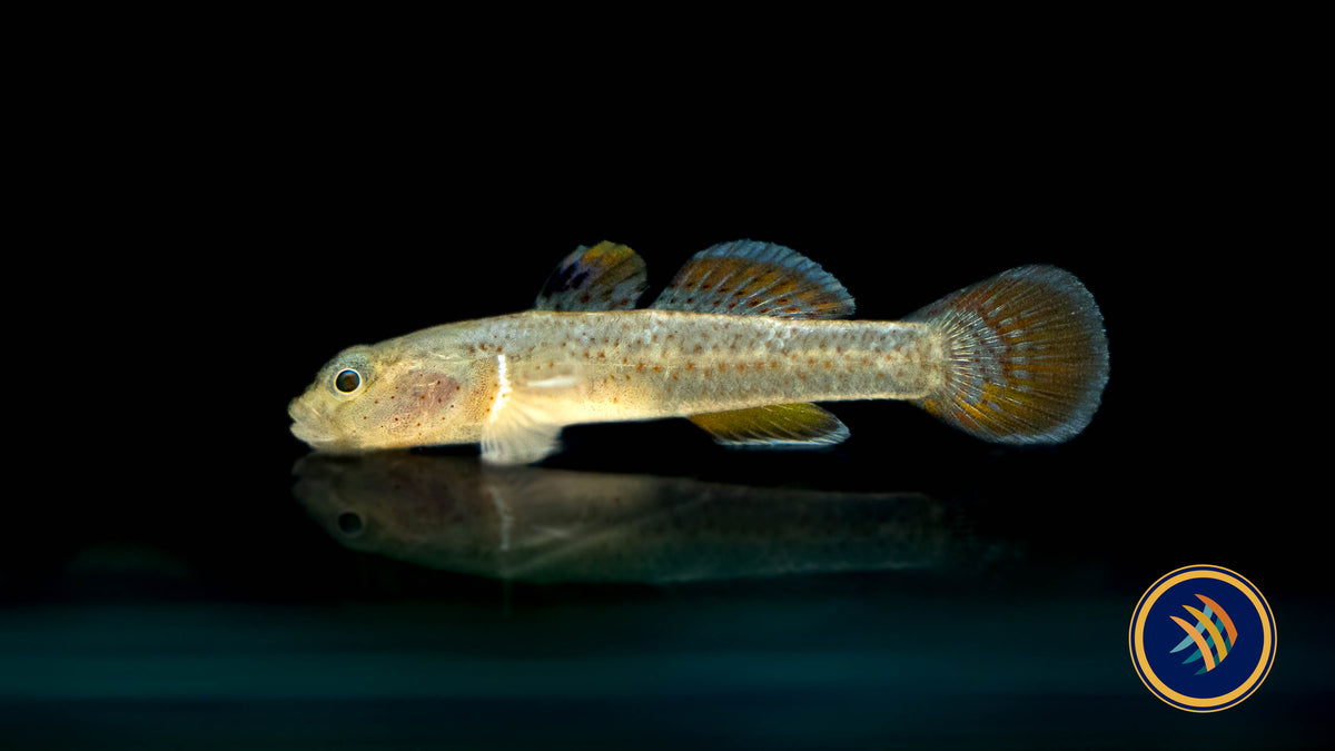 Red-Spotted Goby (Rhinogobius rubromaculatus) 3-5cm | Other Livestock | Largest Tropical Fish Selection at Your Local Fish Store