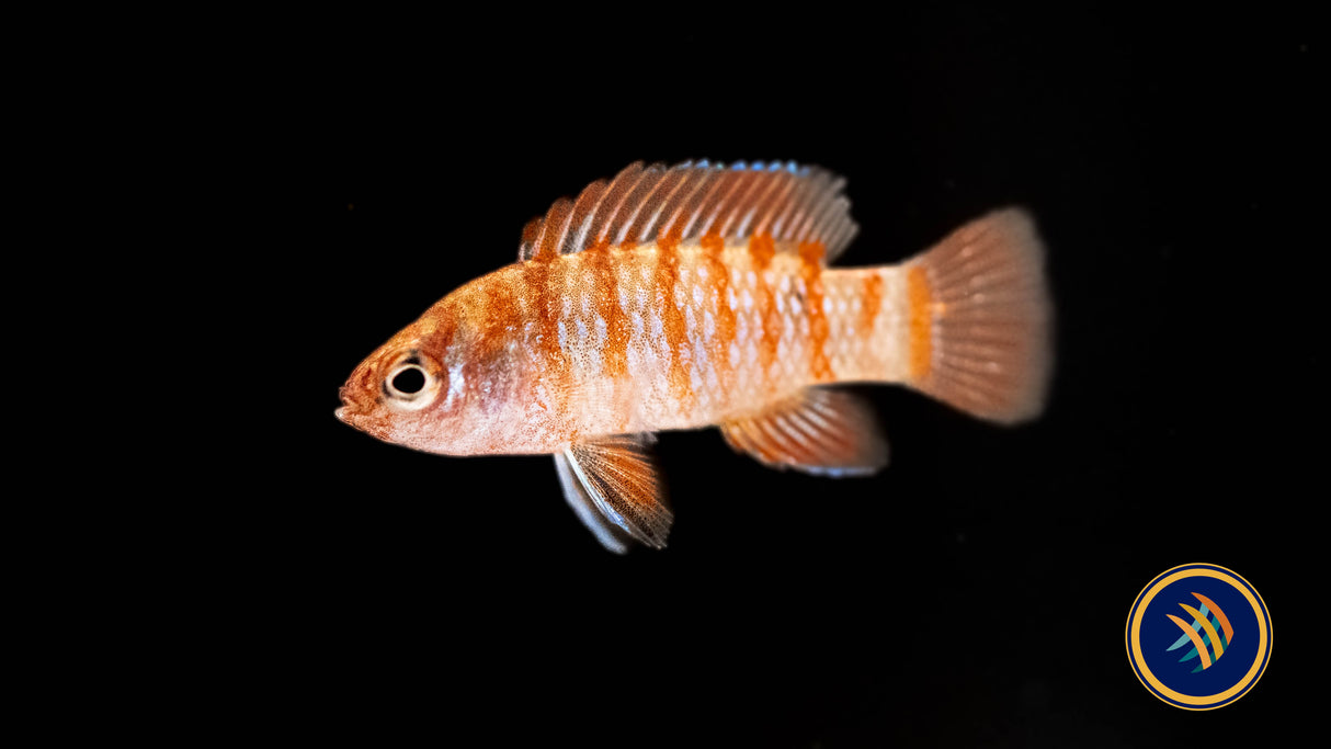 Red Scarlet Badis (Dario dario) | Cichlids Badis & Gouramis | Largest Tropical Fish Selection at Your Local Fish Store