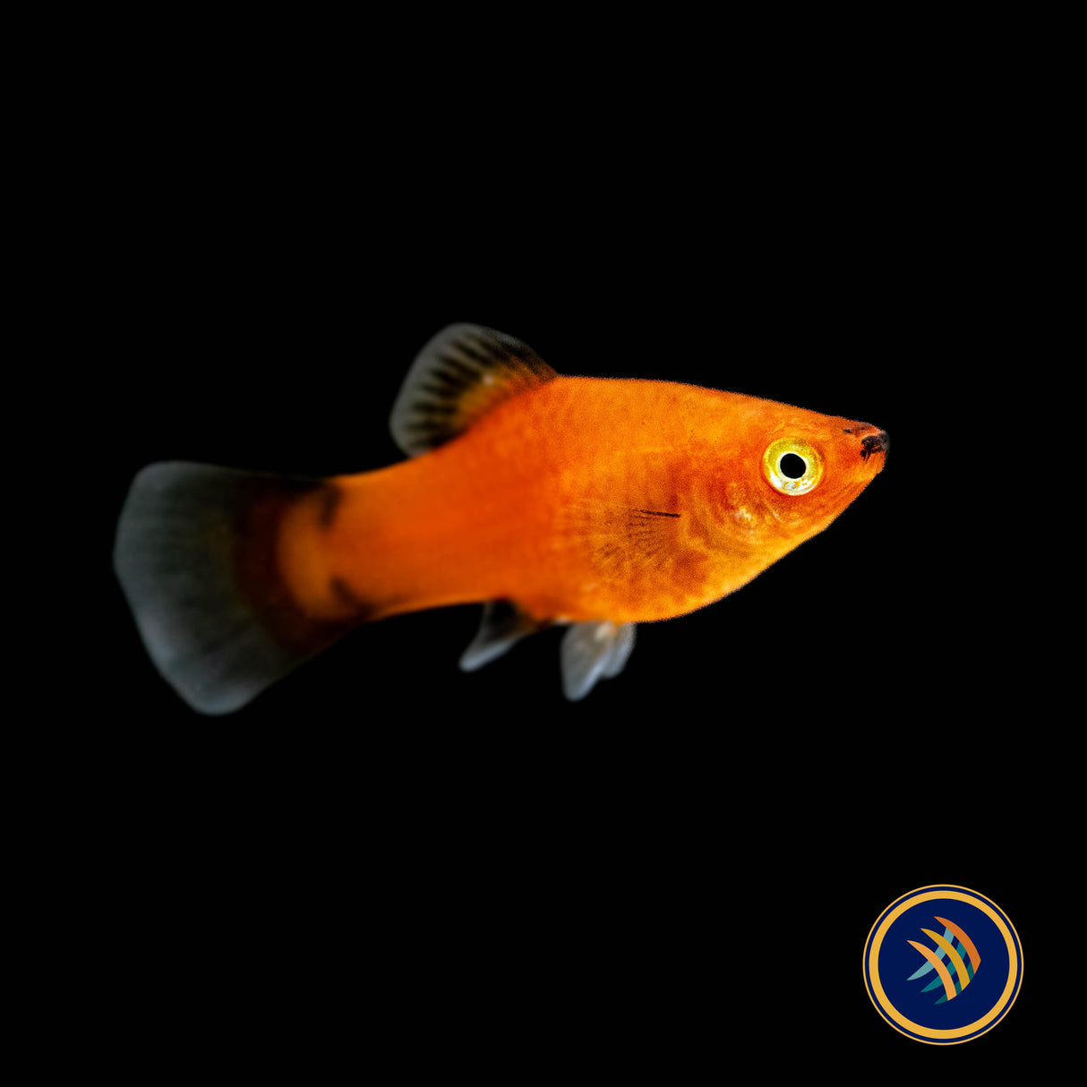 Red Wagtail Platy (Xiphophorus maculatus) | Livebearers | Largest Tropical Fish Selection at Your Local Fish Store