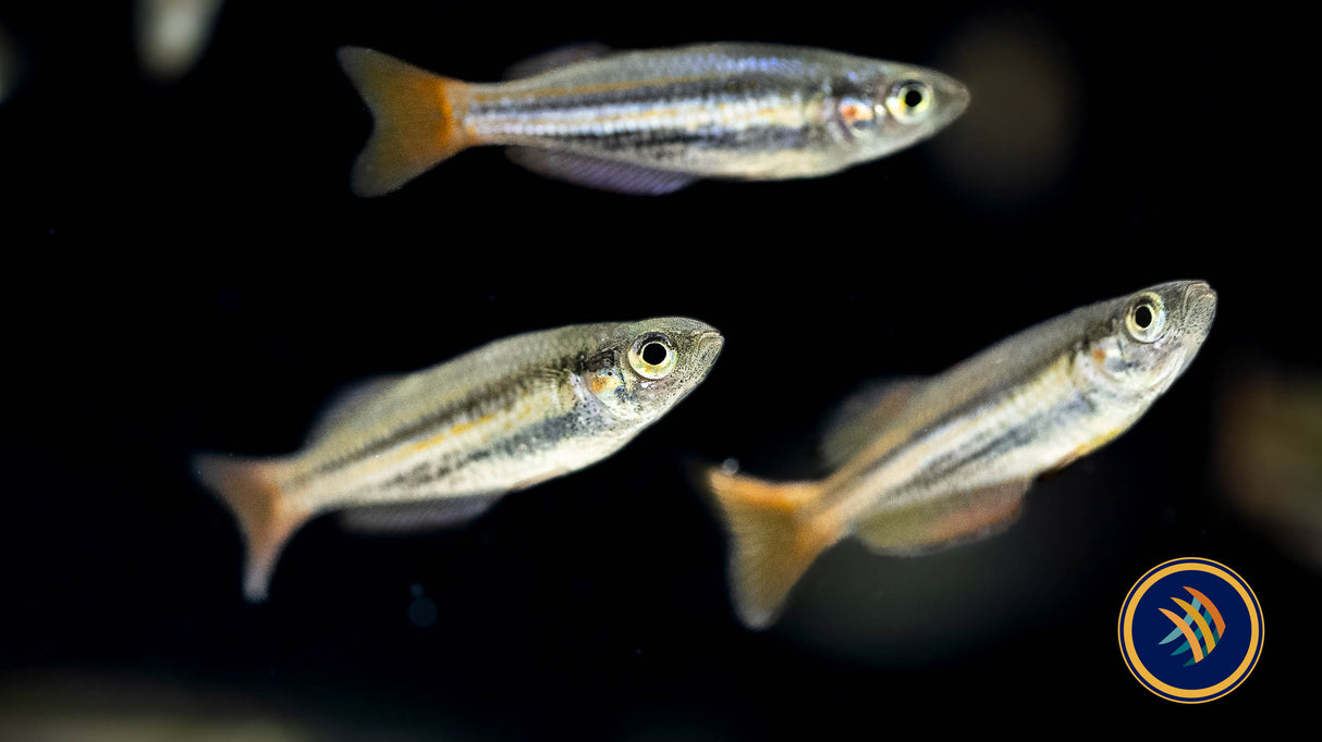Redfin Dwarf Rainbowfish (Melanotaenia maccullochi) 2.5-3cm | Rainbowfish Killifish & Danios | Largest Tropical Fish Selection at Your Local Fish Store