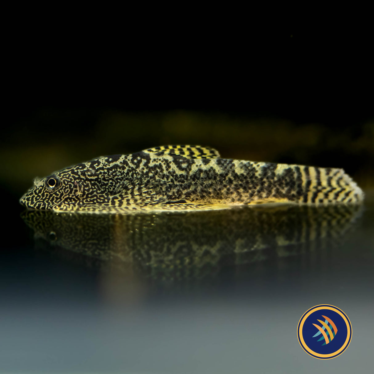 Hillstream Loach (Breviventralis SEW04) | Catfish Loaches & Plecos | Largest Tropical Fish Selection at Your Local Fish Store