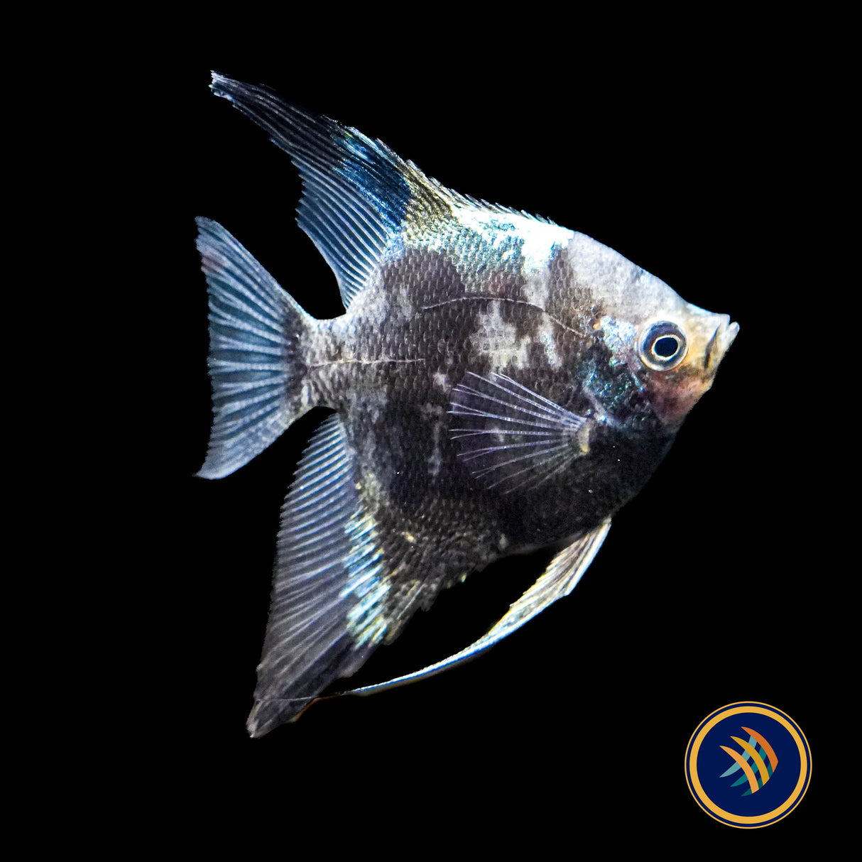 Smokey Blue Paraiba Angelfish (Pterophyllum scalare)