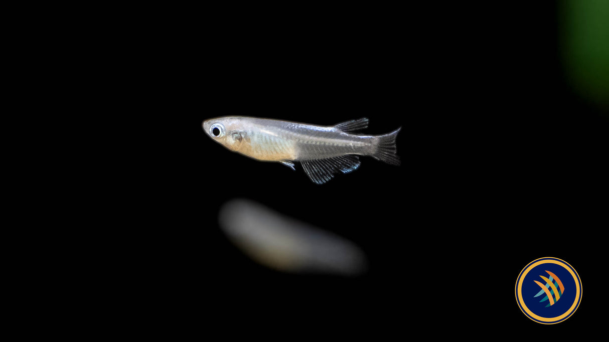Sparkled Blue Medaka Rice Fish (oryzias latipes) Aquarium Glaser | Other Livestock | Largest Tropical Fish Selection at Your Local Fish Store