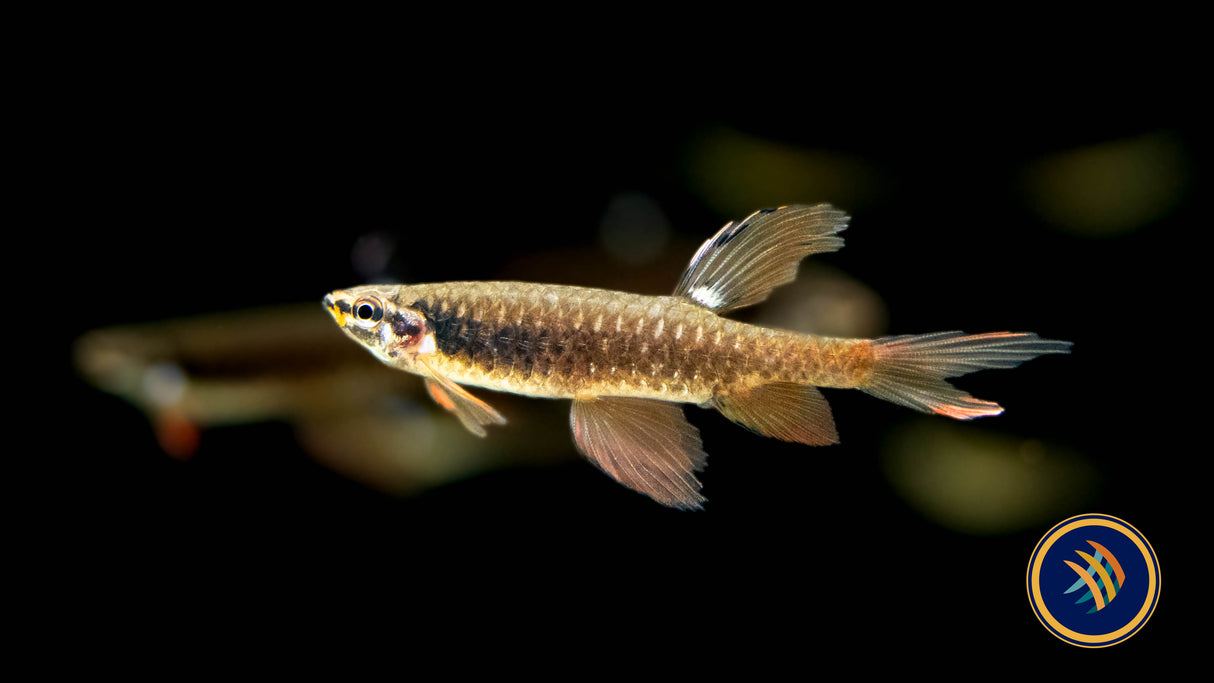 Splash Tetra (Copeina Arnoldi) Large /X Large (Aquarium Glaser) | Tetras Rasboras & Pencilfish | Largest Tropical Fish Selection at Your Local Fish Store