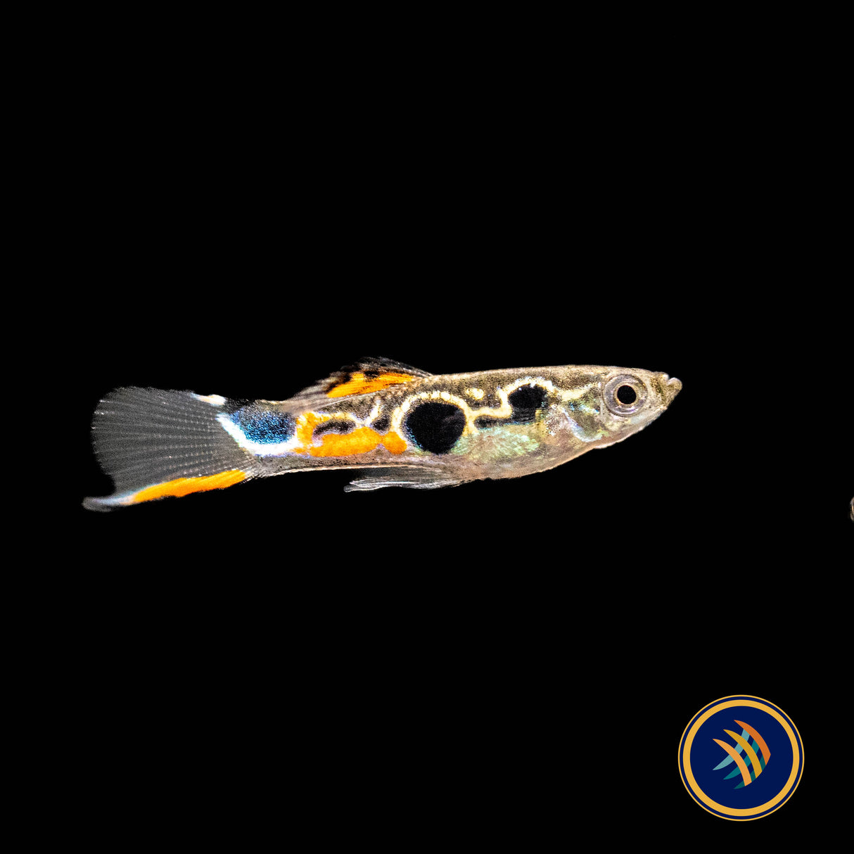 Staeck Endler Pair | Livebearers | Largest Tropical Fish Selection at Your Local Fish Store